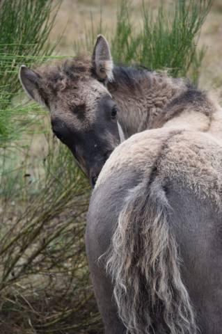 Filly Shetland Pony For sale 2025 Grullo