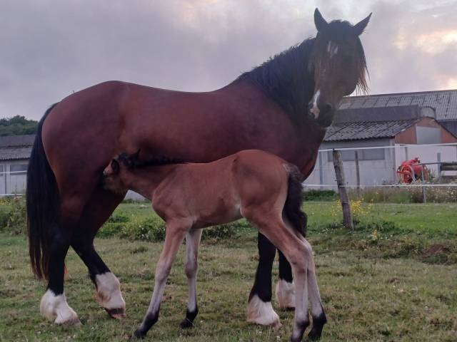Gelding Welsh Part Bred For sale 2025 Bay