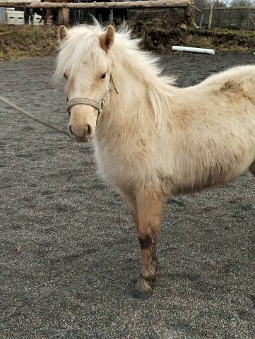 Mare Welsh Part Bred For sale 2024 Palomino
