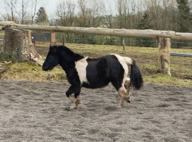 Gelding Welsh Pony (Section A) For sale 2024 Coloured