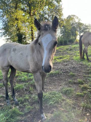 Filly Welsh Part Bred For sale 2025 Buckskin