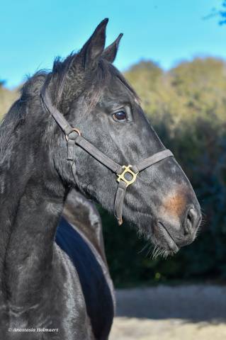 Gelding Thoroughbred For sale 2023 Dark Bay