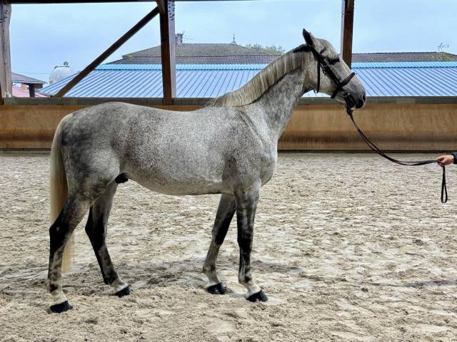 Gelding Selle Fran&ccedil;ais For sale 2015 Grey