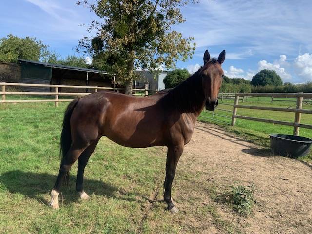 Mare French Trotter For sale 2021 Dark Bay