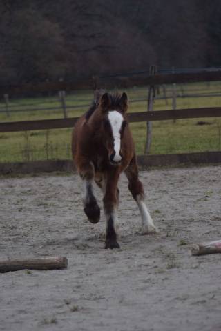 Colt Tinker For sale 2025 Bay