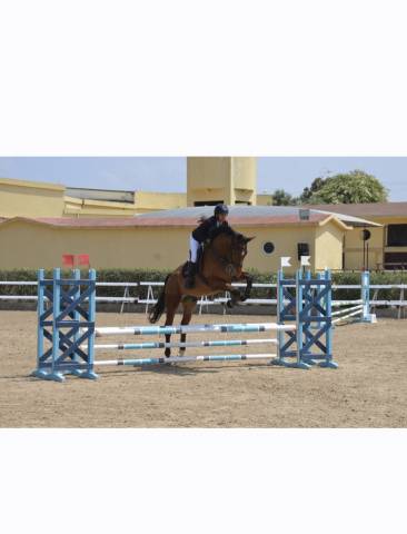 Gelding Selle Fran&ccedil;ais For sale 2016 Bay