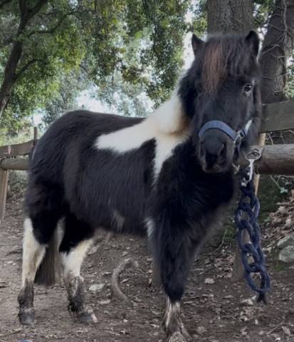 Mare Shetland Pony For sale 2018 Coloured