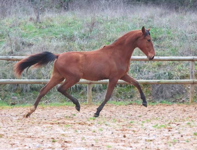 Colt PRE Pure Spanish Bred For sale 2024 Bay
