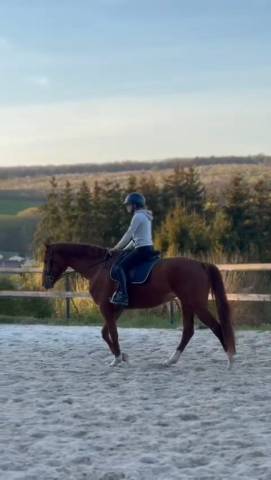 Mare Oldenburg For sale 2020 Chesnut