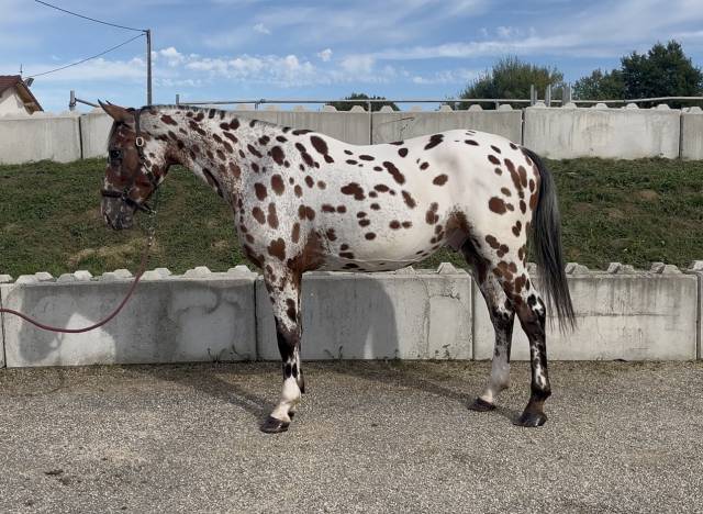 Gelding AES Anglo European Studbook For sale 2022 Appaloosa