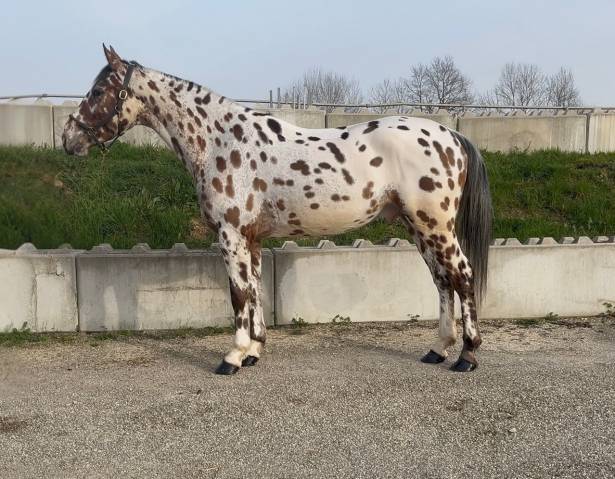 Gelding AES Anglo European Studbook For sale 2022 Appaloosa