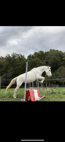 Mare Connemara For sale 2017 Grey