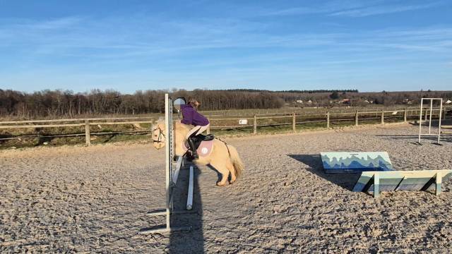 Gelding Shetland Pony For sale 2022 Palomino