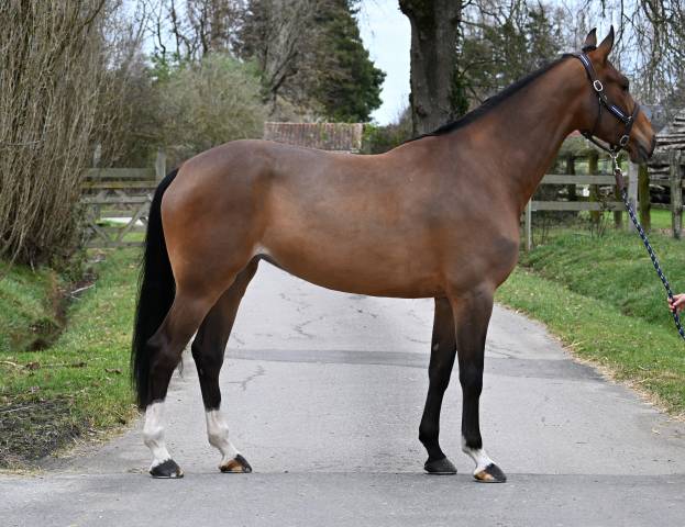 Mare Origin Recorded For sale 2020 Bay