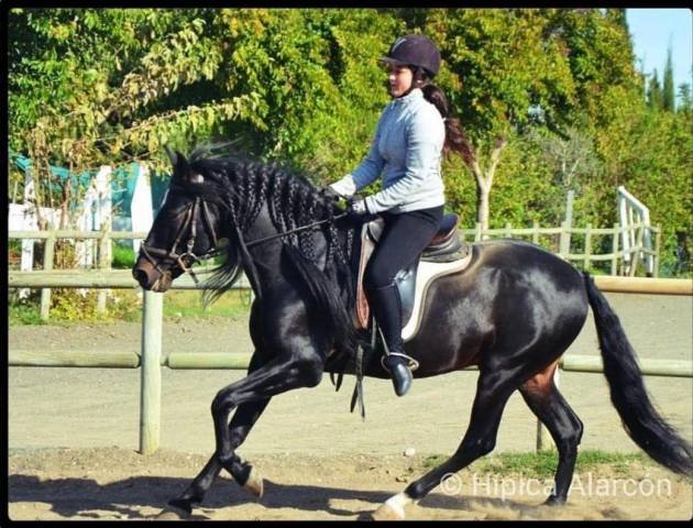 Gelding PRE Pure Spanish Bred For sale 2015 Black