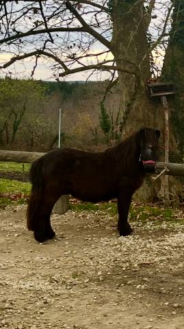 Gelding Shetland Pony For sale 2022 Dark Bay