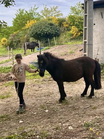 Gelding Shetland Pony For sale 2022 Dark Bay
