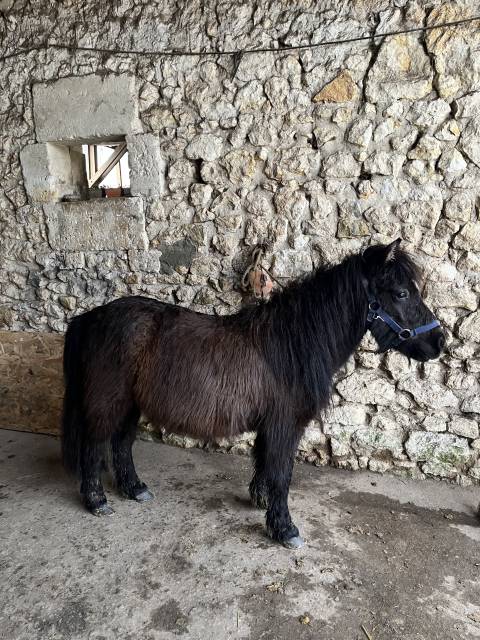 Filly Shetland Pony For sale 2023 Dark Bay