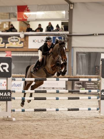 Gelding Origin Recorded For sale 2015 Bay