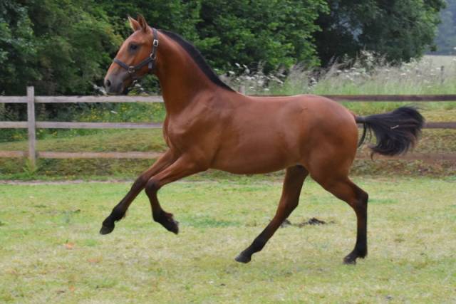 Gelding PRE Pure Spanish Bred For sale 2024 Bay