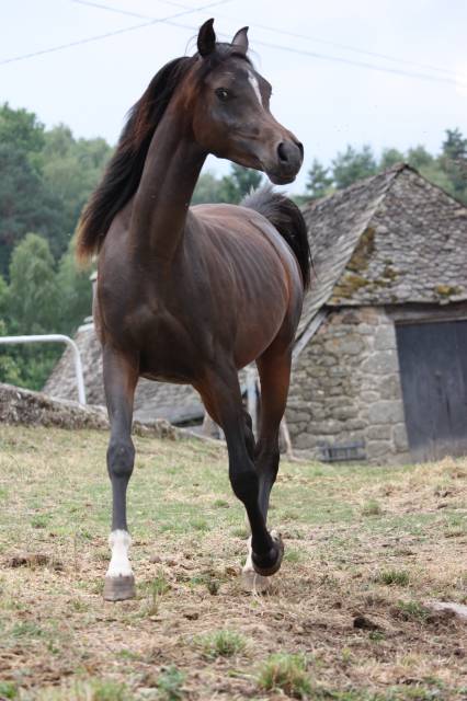 Avalon Saiph  - Arabian 2023 by Avalon Be Beautiful