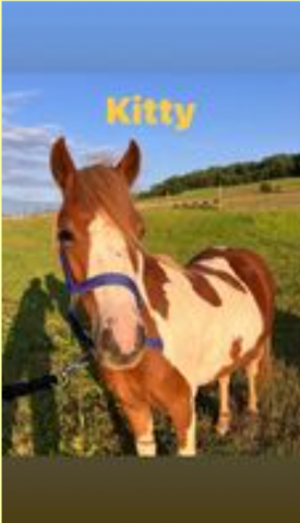 Mare Welsh Part Bred For sale 2022 Coloured