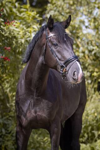 Rider, Dressage - Permanent contract Full time - Sa&ocirc;ne-et-Loire France