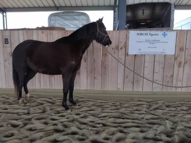 Mare Welsh Pony (Section D), Welsh Cob For sale 2022 Black