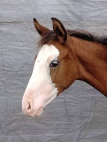 Filly French Saddle Pony For sale 2025 Bay