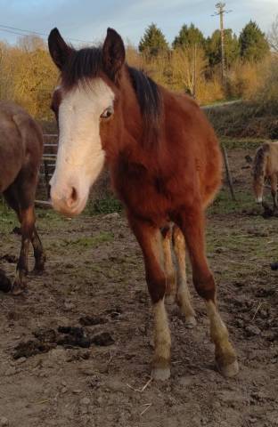Filly French Saddle Pony For sale 2025 Bay