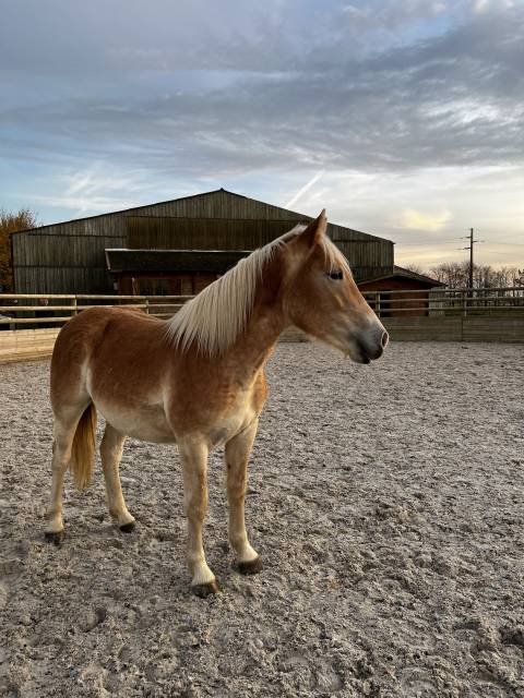 Mare Haflinger For sale 2022 Silver dapple
