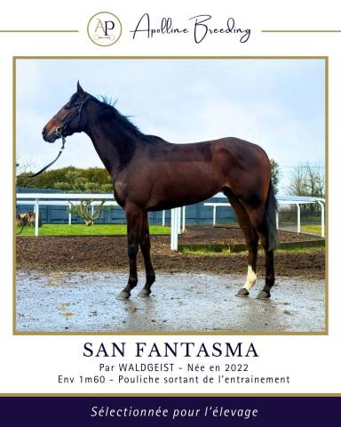 Mare Thoroughbred For sale 2022 Bay