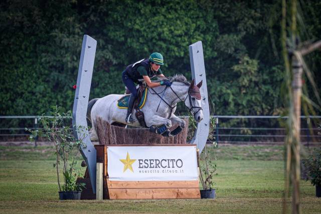 Gelding Irish Sport Horse For sale 2010 Grey