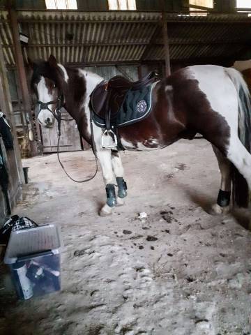 Gelding No Origin Recorded Part-Livery 2006 Coloured