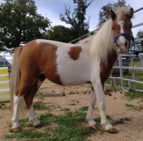 Mare Origin Recorded For sale 2022 Coloured