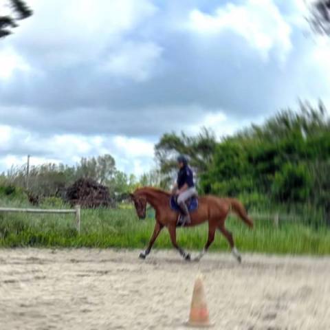 Mare Selle Fran&ccedil;ais For sale 2000 Chesnut