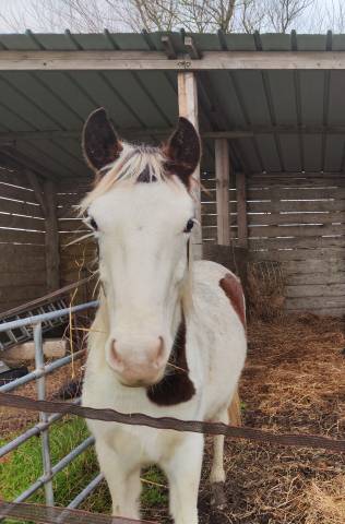 Colt No Origin Recorded For sale 2024 Coloured