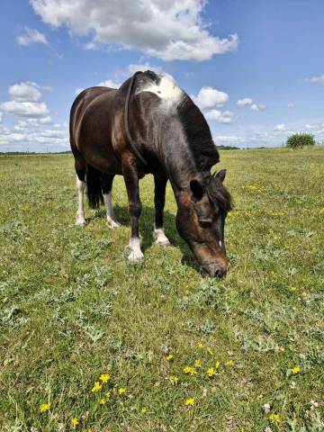 Gelding No Origin Recorded Part-Livery 2012 Coloured