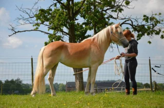 Mare Haflinger For sale 2012 Chesnut