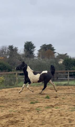 Gelding Connemara For sale 2020 Coloured