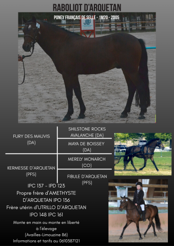 Raboliot d'Arquetan - French Saddle Pony 2005 by FURY DES MAUVIS