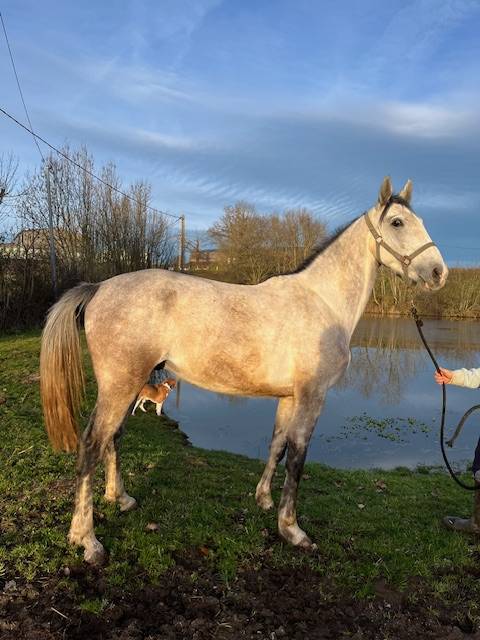 Gelding Origin Recorded For sale 2022 Grey