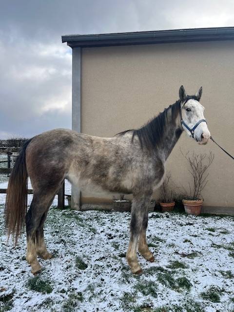 Gelding Origin Recorded For sale 2023 Grey
