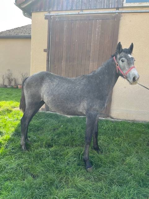 Colt Connemara For sale 2024 Grey