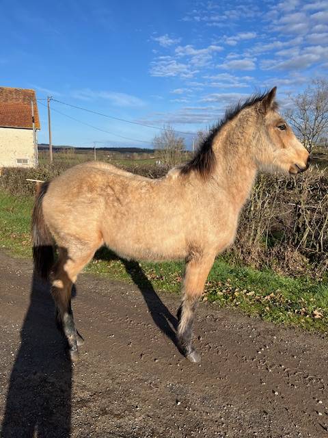 Gelding Connemara For sale 2025 Buckskin