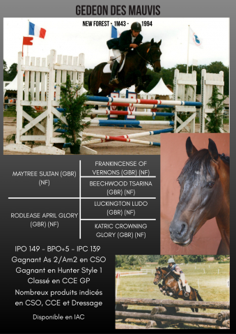 Gedeon des Mauvis - New Forest 1994 by MAYTREE SULTAN (GBR)