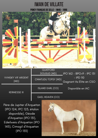 Iwan de Villate - French Saddle Pony 1996 by VVHISKY VIF ARGENT