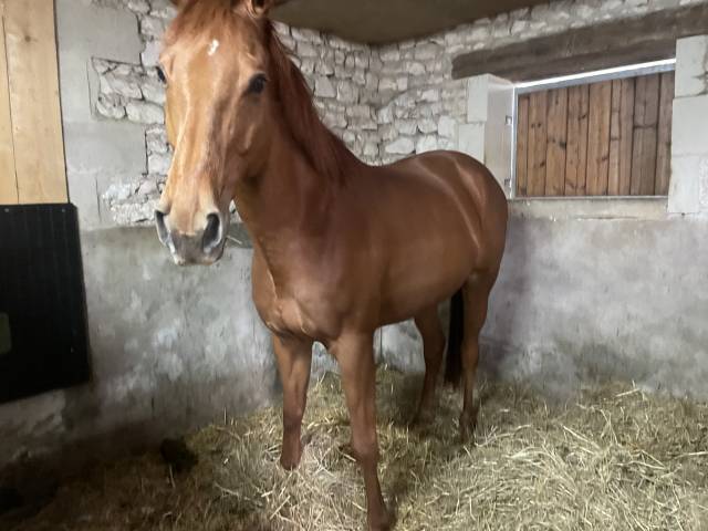Gelding AQPS For sale 2014 Chesnut