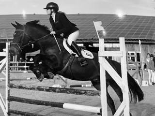 Gelding Selle Fran&ccedil;ais For sale 2015 Dark Bay