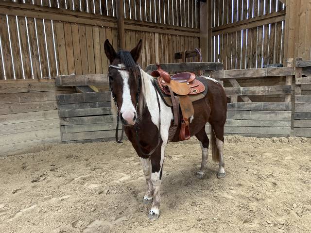 Gelding Paint For sale 2020 Tobiano
